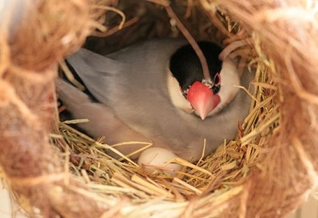 Top 5 Nesting Materials Finches Love