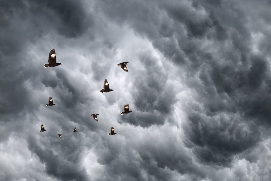 Hurricane And Birds – What Do Birds Do During Hurricanes?