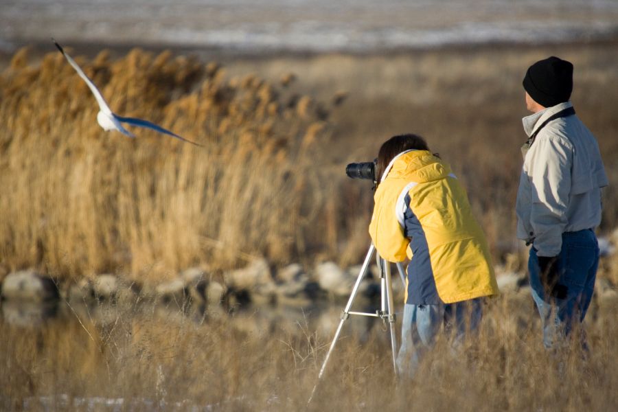 Birdwatching Near Me: Watch Free Birds With Birdwatching Cameras