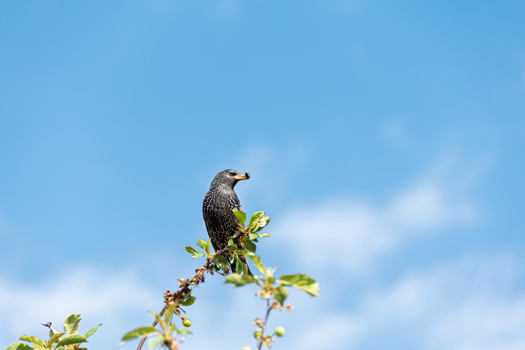 Starling's Private Life - An Opportunist Wildlife!