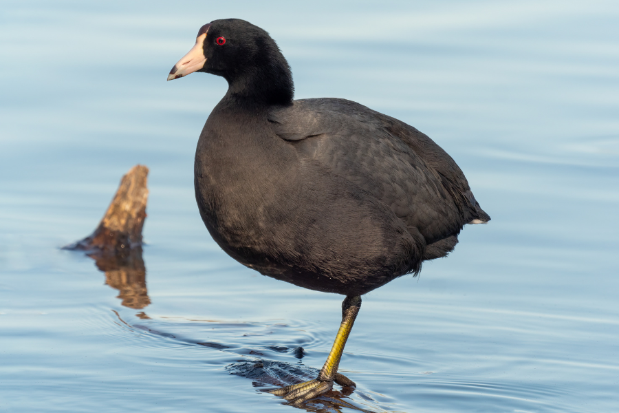 American coot