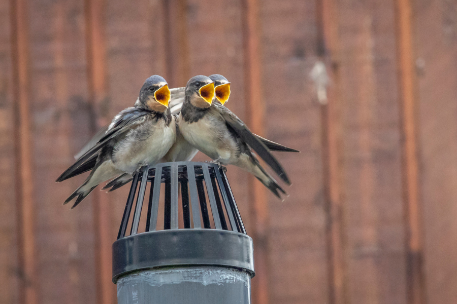 How To Identify Garden Bird Fledglings? – Birdfy