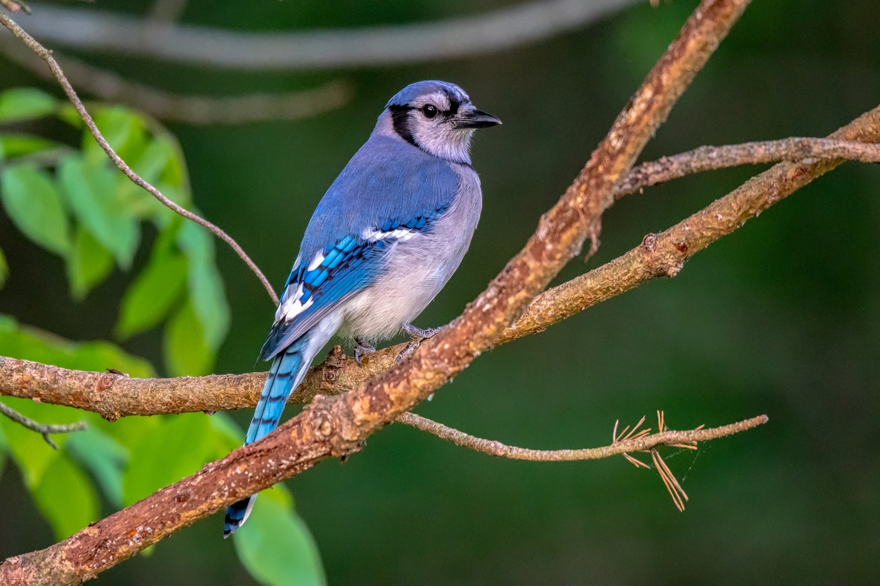 Are House Finches A Threat To Bluebirds?