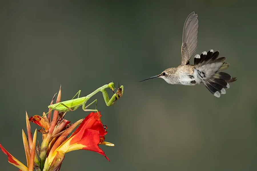 Understanding Hummingbird Predators: Threats In The Wild Landscape