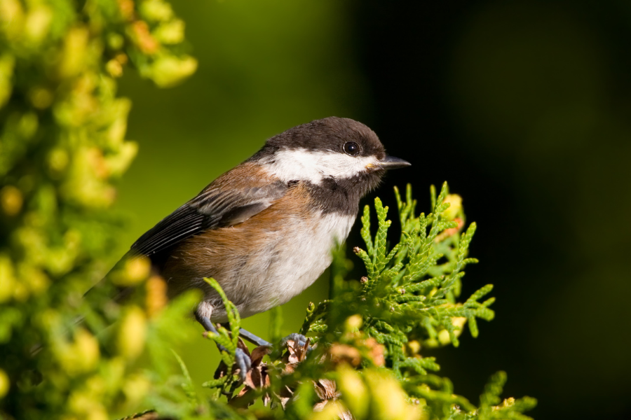 Christmas Bird Count & New Year Big Days