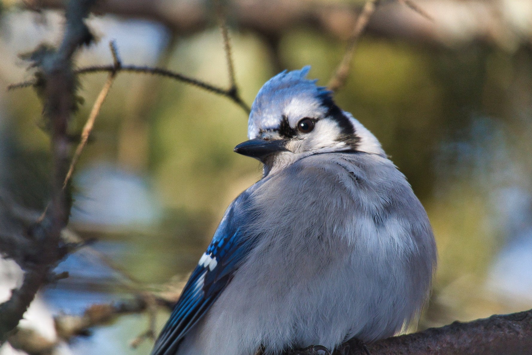 Feeding Distance Of 25 Common Backyard Birds In The U.S.