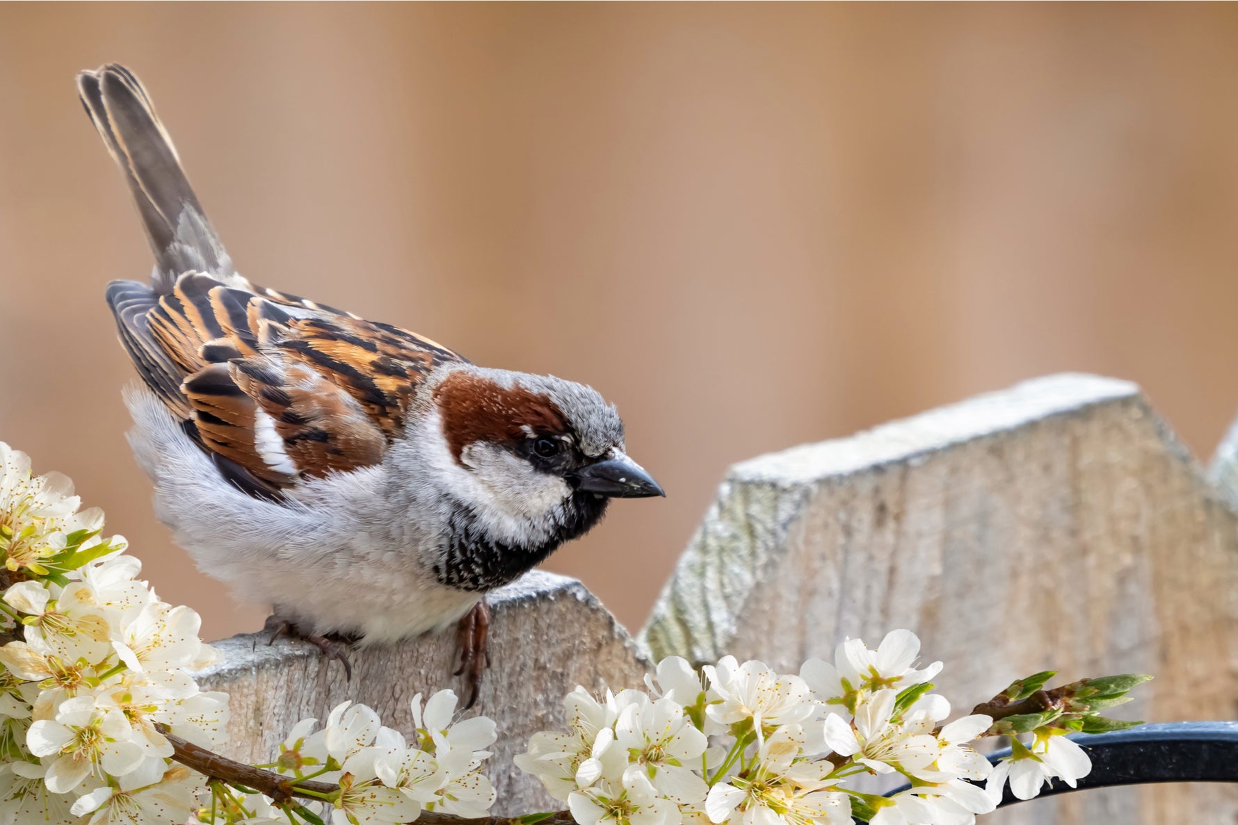 Ways To Prevent Sparrows, Starlings, And Grackles