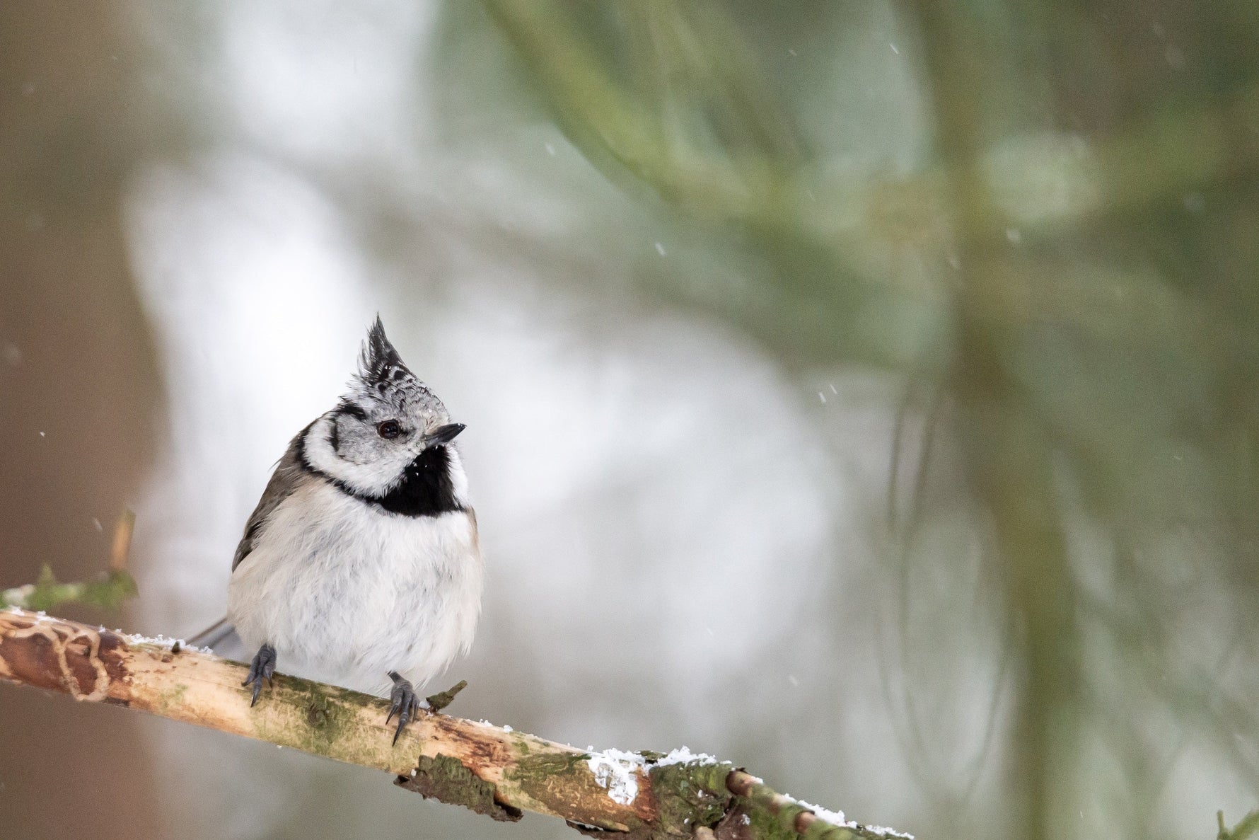 Black-Capped Chickadee Nesting Facts