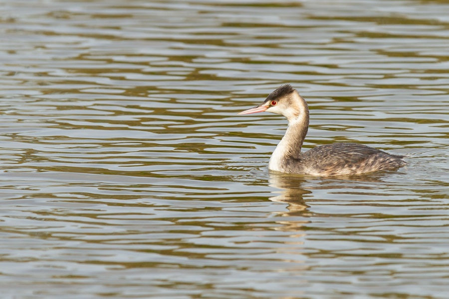 10 Water Birds You Need to Know – Which Are  Not Ducks!