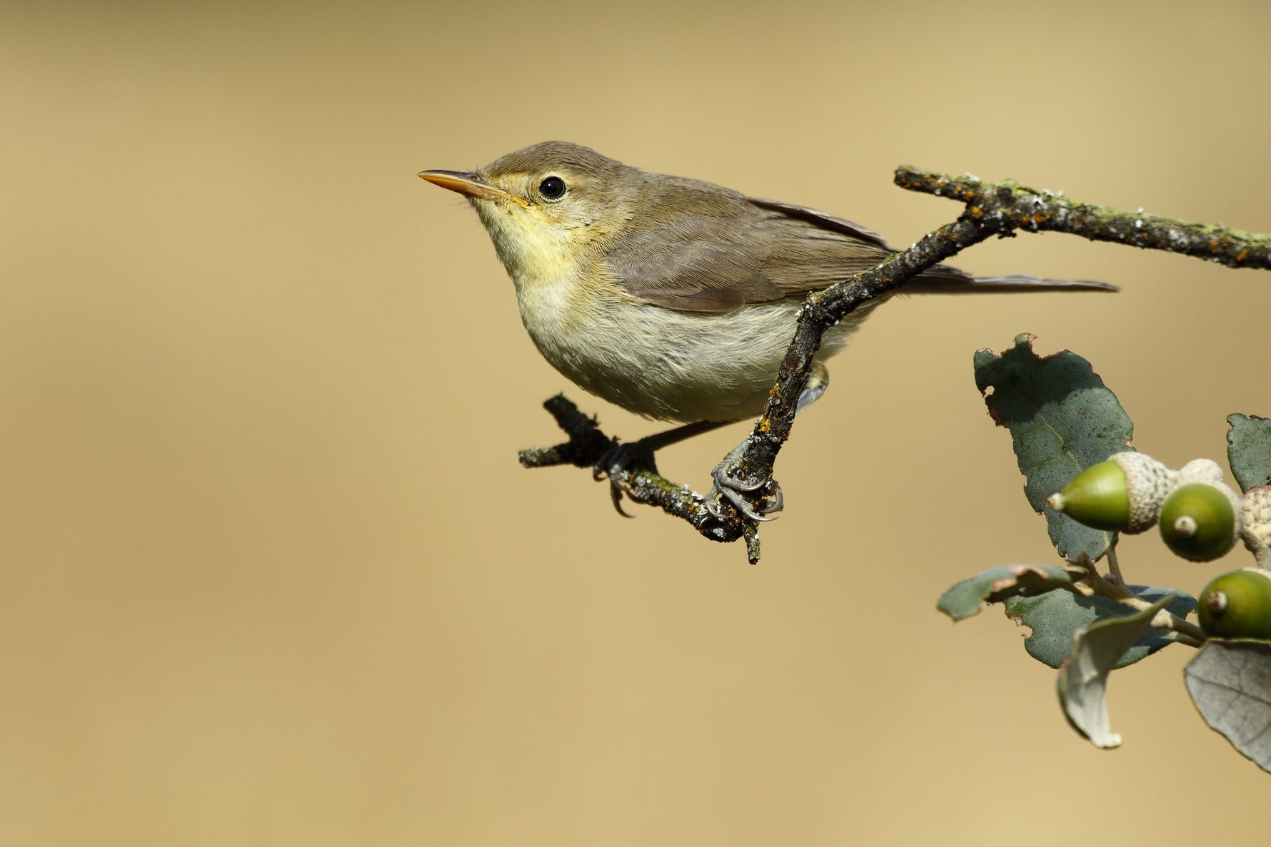 12 Most Common Warblers Every Birder Should Know