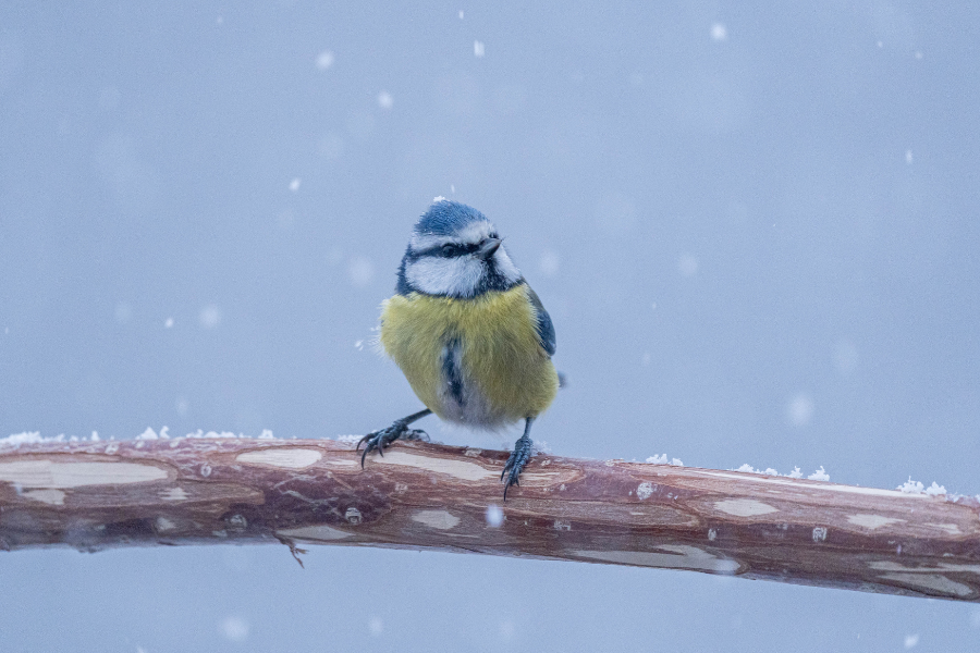 Winter Birds in America