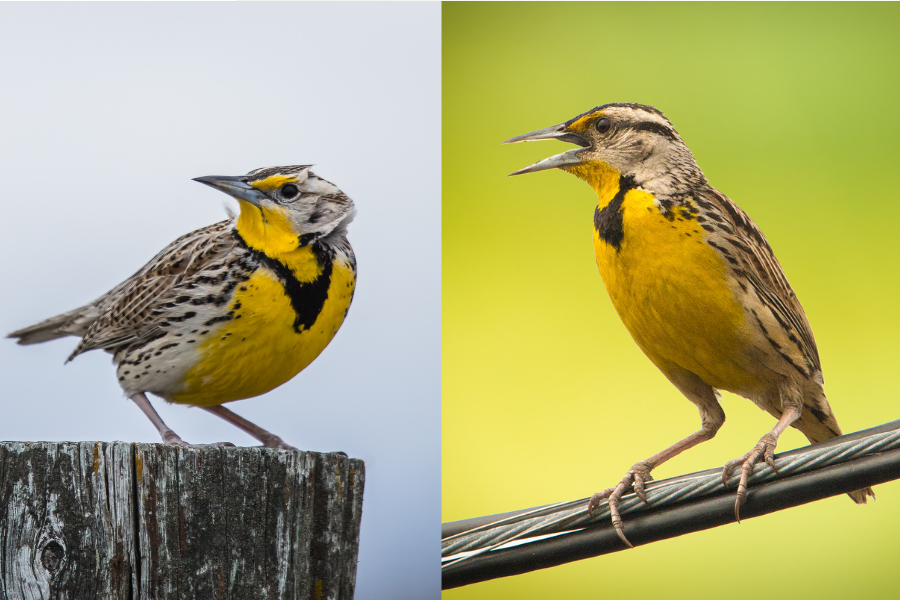 Eastern VS Western Meadowlark