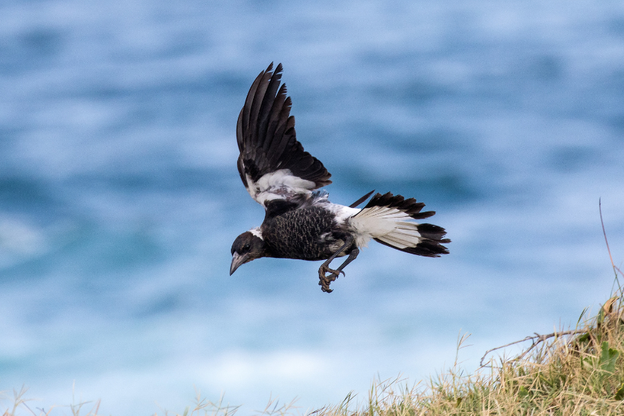 Why do Australian magpies swoop?