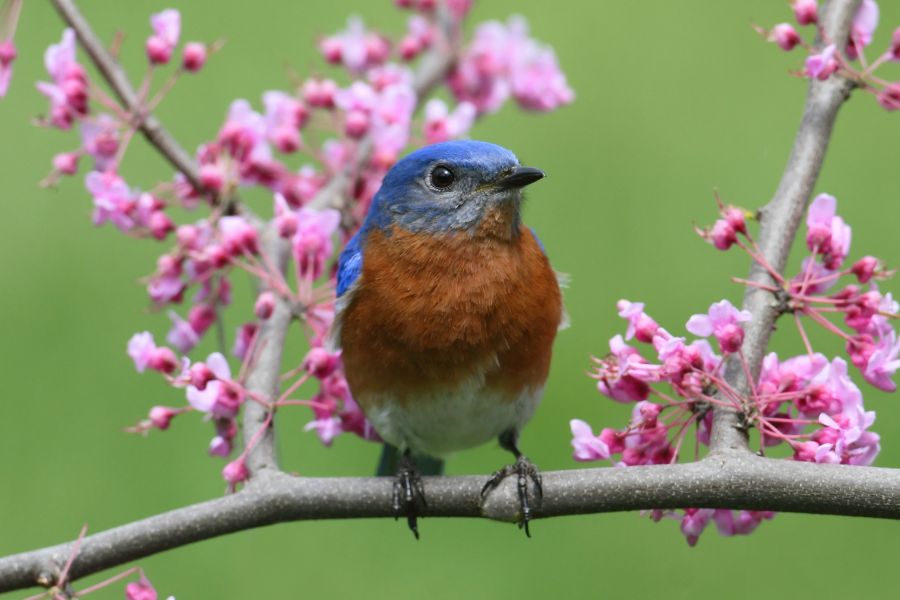 How to Attract Bluebirds to Your Yard – Beginner and Advanced Tips