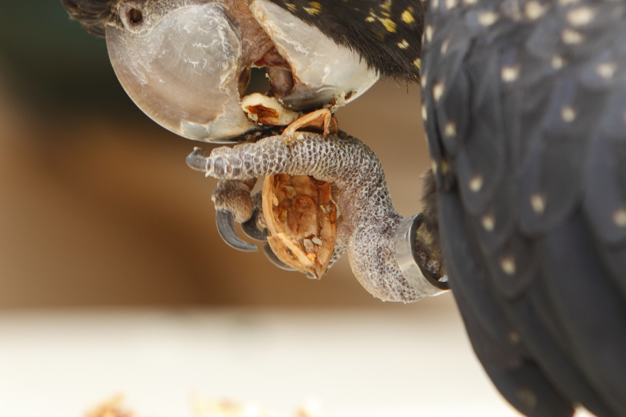 Is It OK To Feed Almonds To Birds?