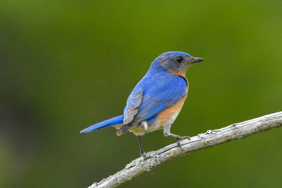 22 Beautiful Blue Colored Birds: A Symphony In Blue