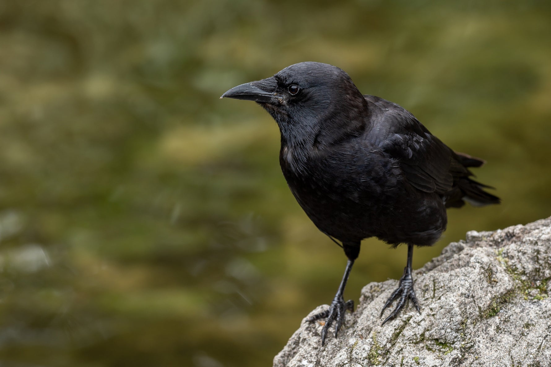 Mystical Messengers: Unveiling The Spiritual Meaning Of Crows