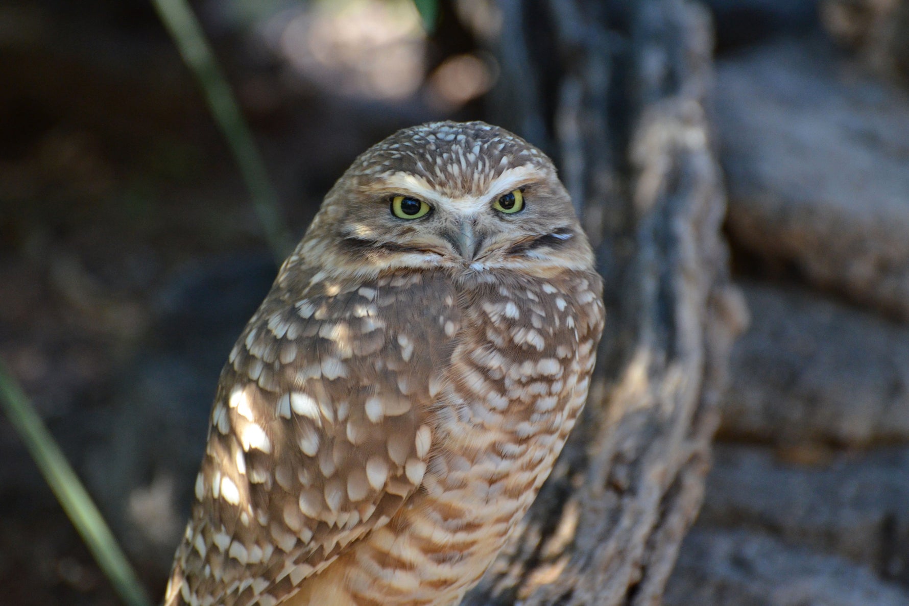 Owl vs Eclipse