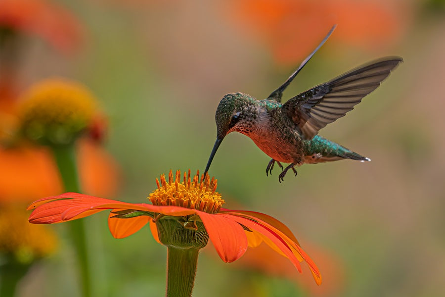 How does the hummingbird tongue and beak work?