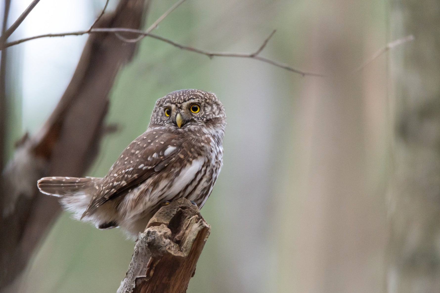 The Five Big UK Owls- A Guide to Britain's Iconic Raptors