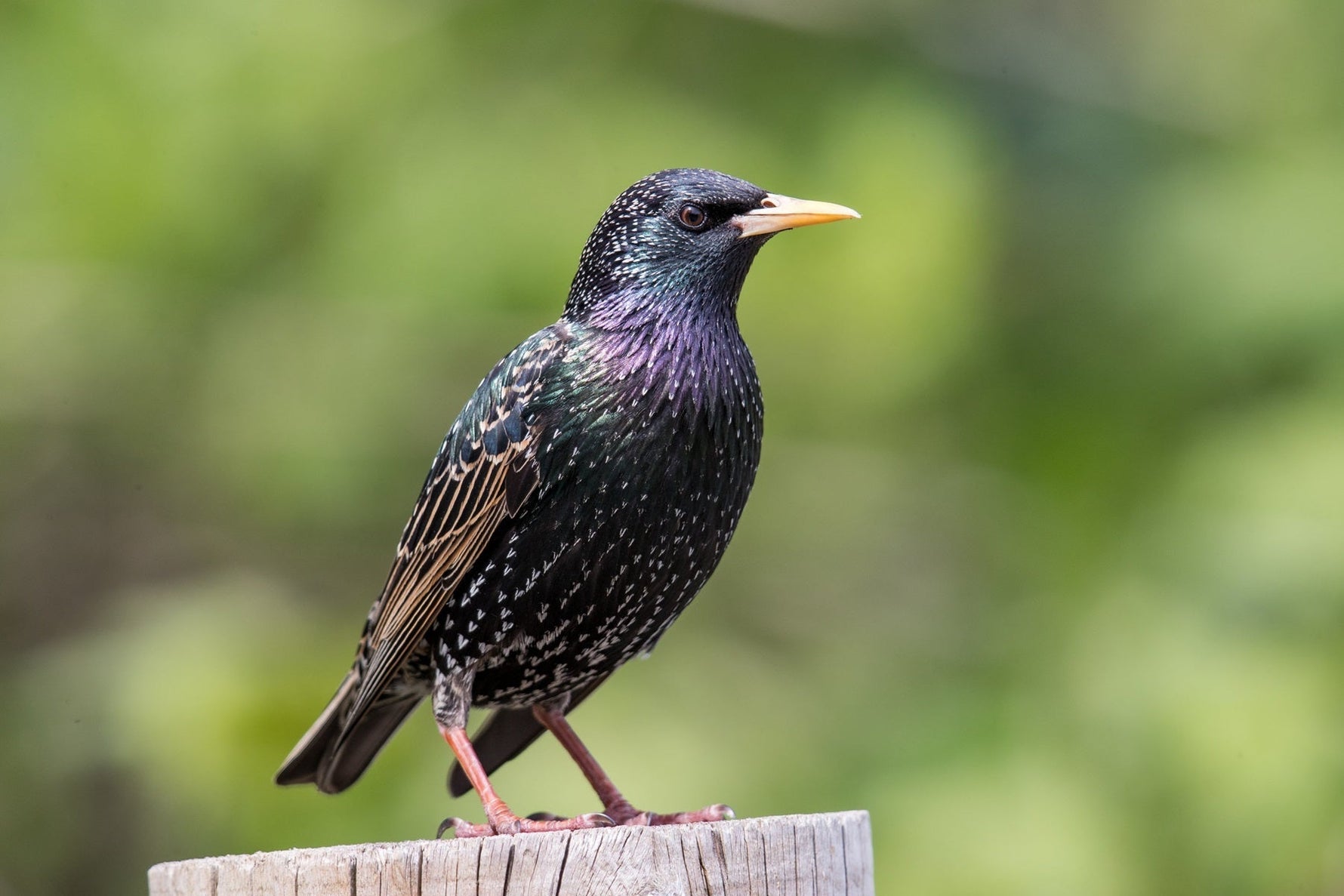 Everything You Need to Know About Eurasian Starlings