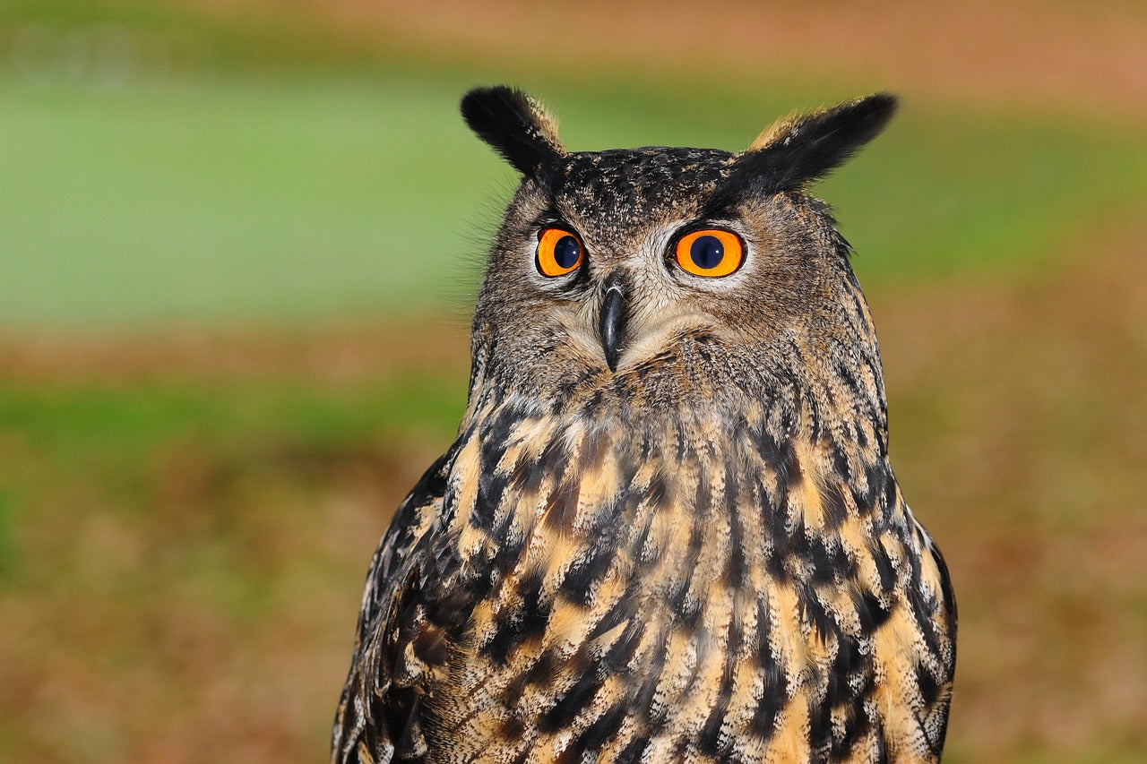 International Owl Awareness Day 2024: Everything You Need to Know