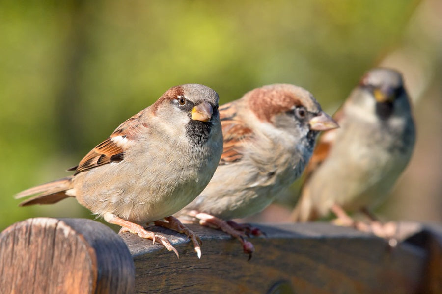 How To Keep House Sparrows At Bird Feeders?