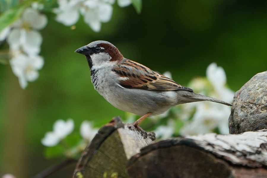 House Sparrow from a Tree Sparrow