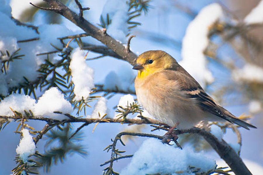 Do Goldfinches Migrate? Understanding Their Seasonal Movements And Behaviors