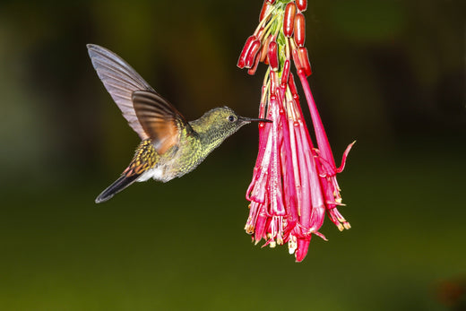 How long do hummingbirds live?