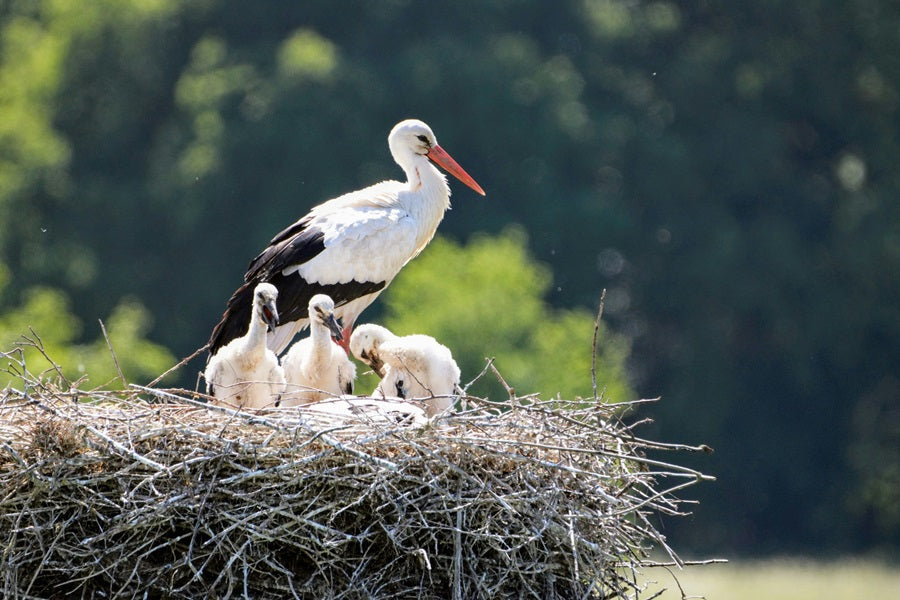 Can Birds Tell If You Touch Their Nest?