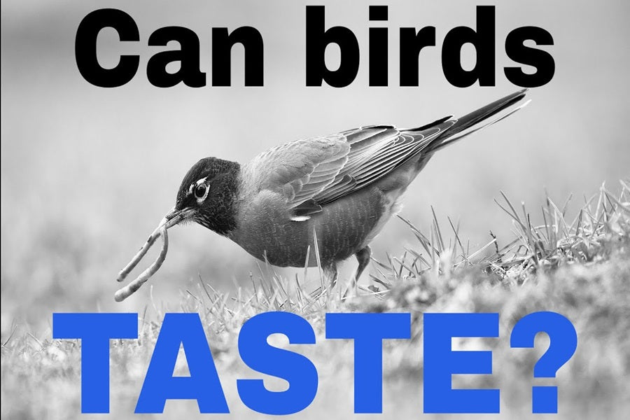 Can Birds Taste? Exploring The Sensory World Of Avian Taste Buds