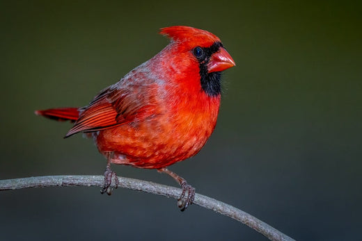 The Ultimate Guide To Cardinal Bird Seeds