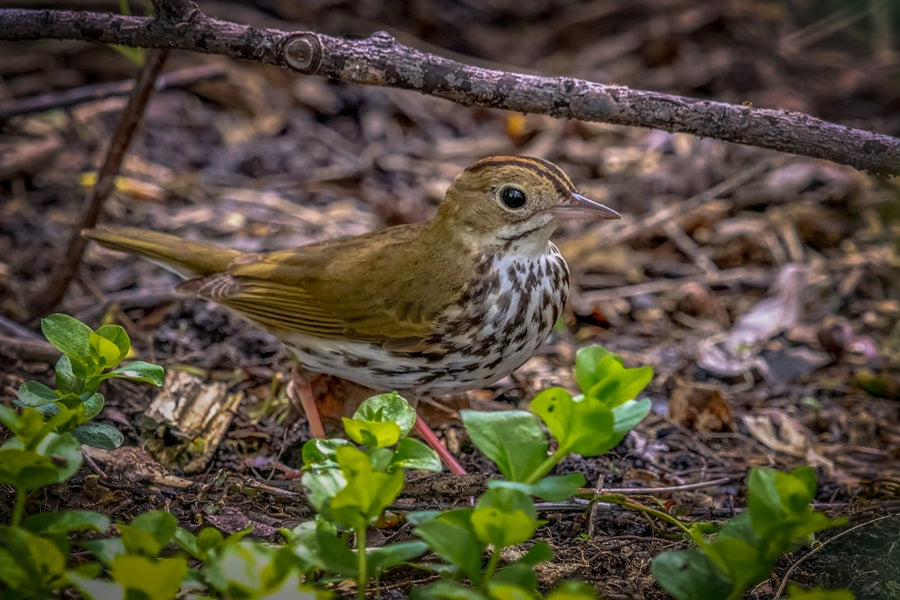 All About Song Thrushes-Everything You Need  To Know About This Melodic Bird