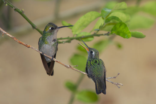 Male and Female Hummingbirds – Main Differences