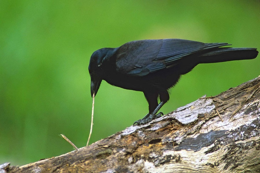 American Smartest Birds