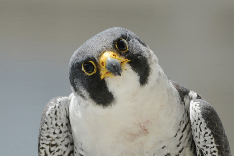 The Peregrine Falcon Speed: Unraveling The Secrets Behind Its Record-Breaking Speed