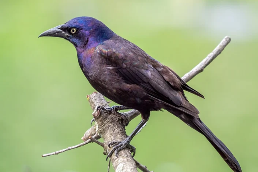 What Are Some Interesting Facts About Grackles?