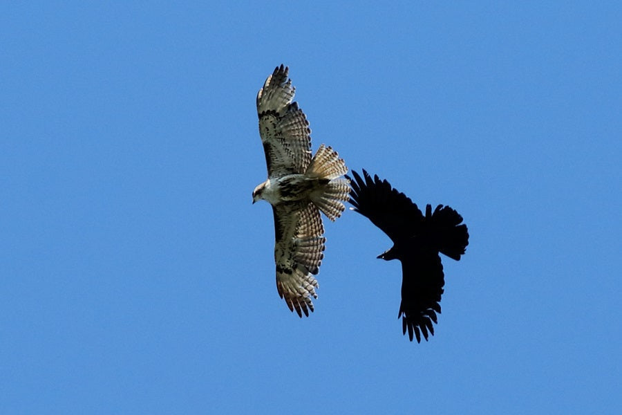 Why do crow attack hawks?