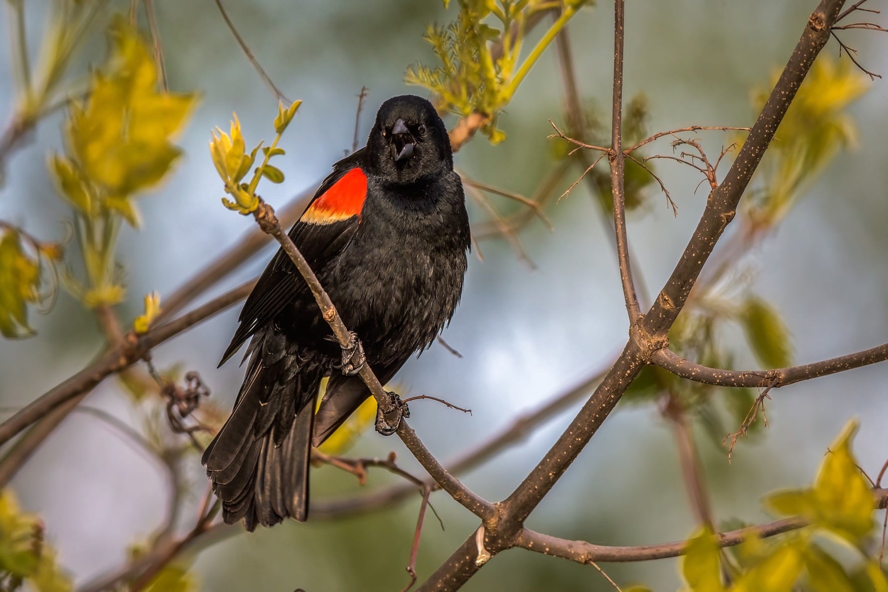 10 Fun Facts About Red-Winged Blackbirds