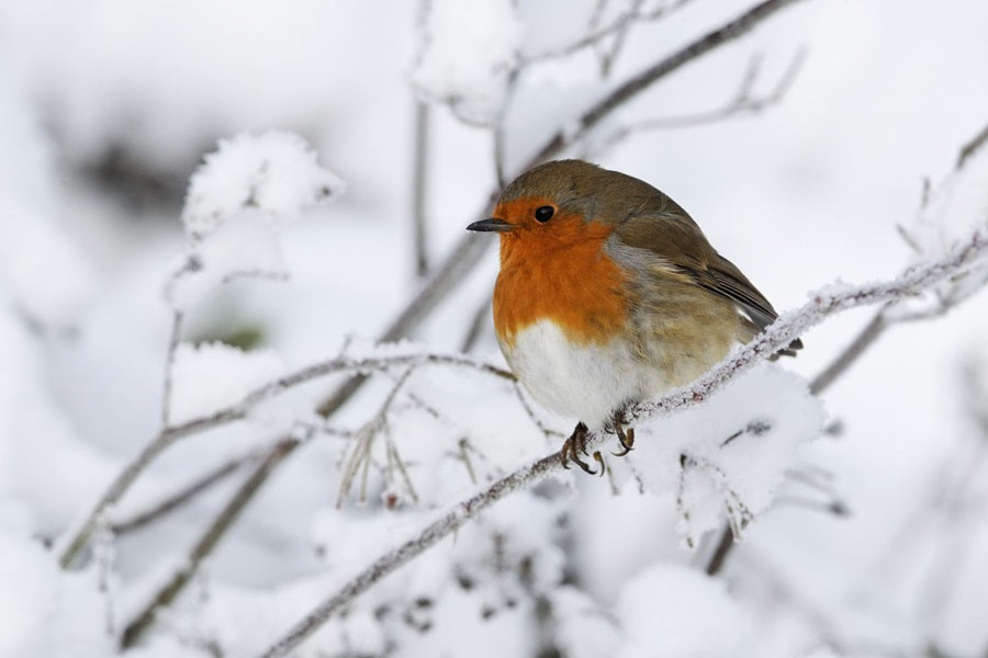 The Impact Of Temperature Variability On Nesting Success In Birds