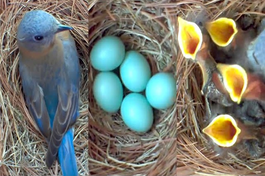 Bluebird Babies – All About The Nesting