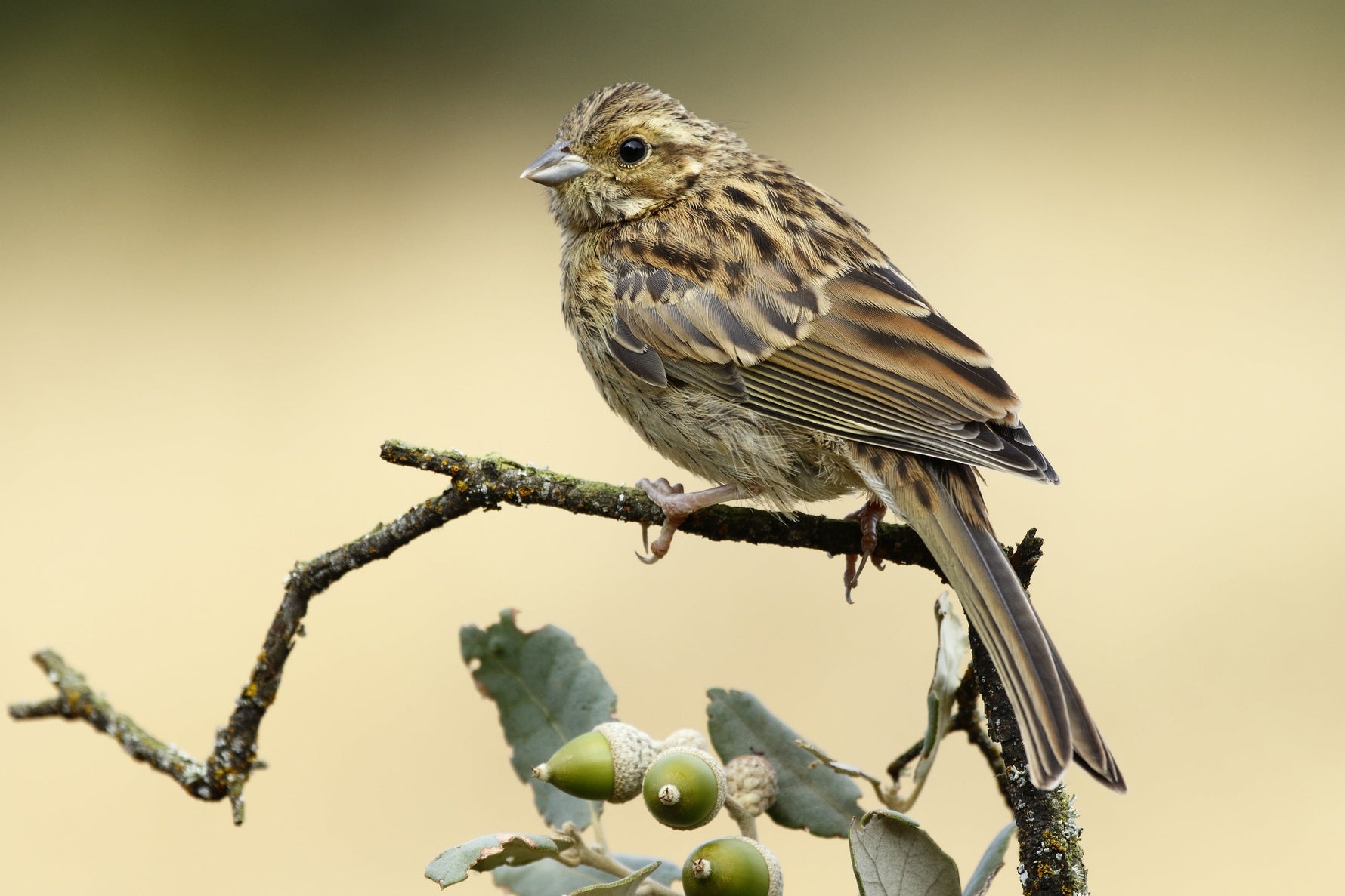 What do sparrows eat and how they survive in winter?