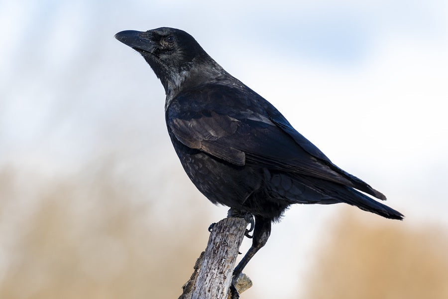 From Fluff To Feathers: Fun Facts About Baby Crows