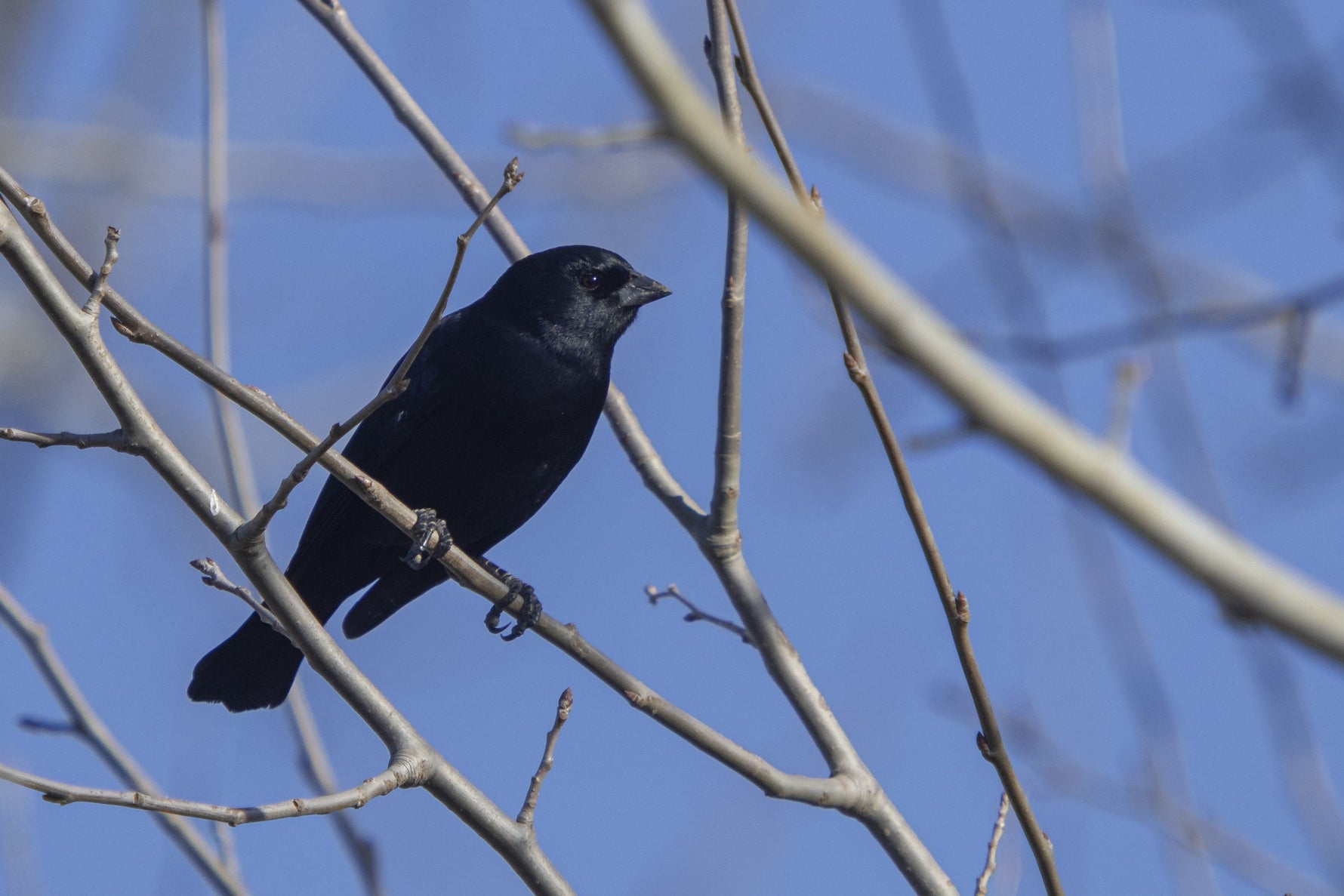 Blackbird Spiritual Meaning: A Detailed  Exploration