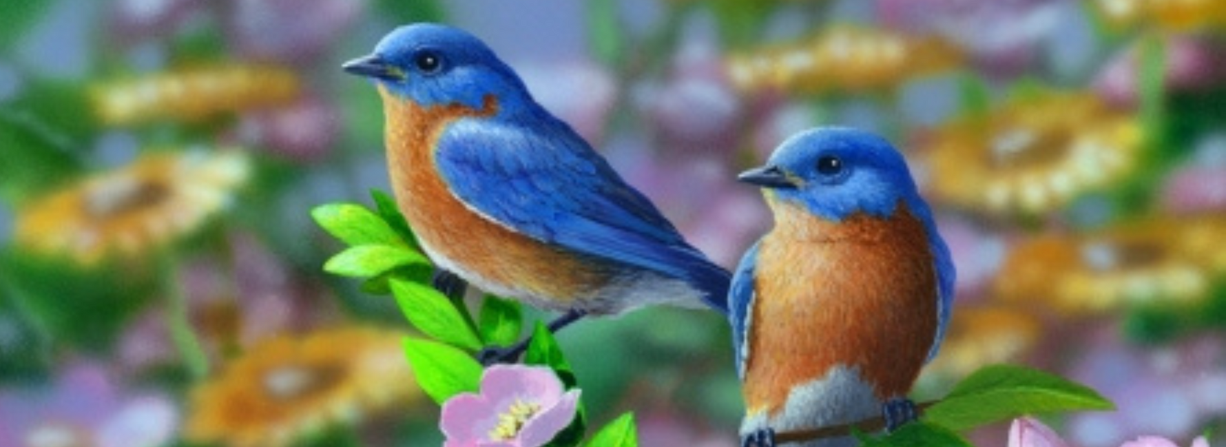 Cute Summer Birds