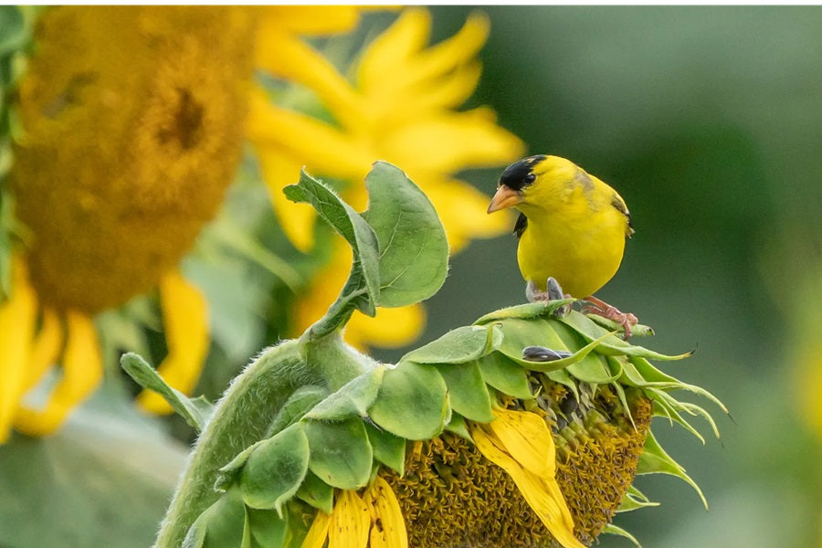 Top Features To Look For In American Goldfinch Feeders