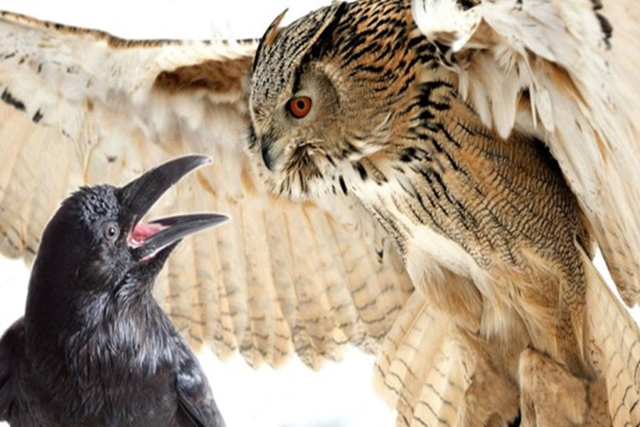 Why Great Horned Owls And Crows Hate Each Other?