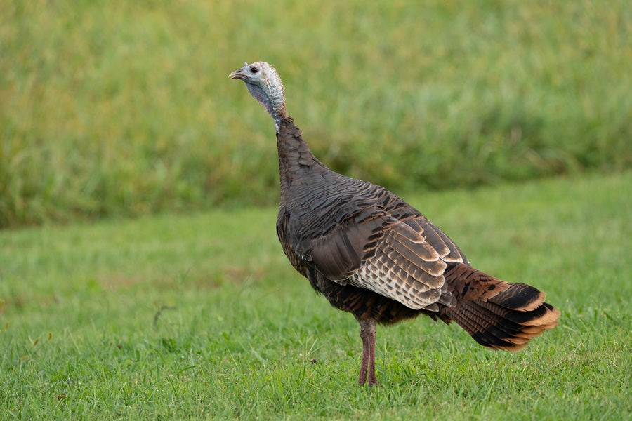 What Are The Birds Related To Thanks Giving?