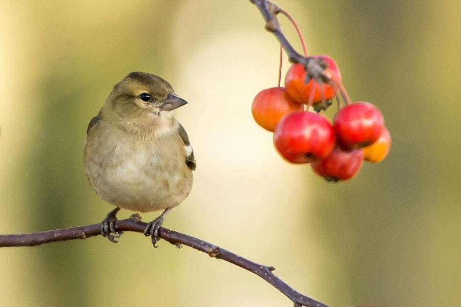 FAQ: Why Do Birds Not Eat Yanking Cherries?